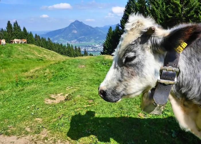Sonnenstrahl *
